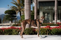 Perro galgo en arnés parado en la calle contra palmeras que crecen en la ciudad exótica en verano - foto de stock