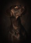 Retrato de hermoso perro moreno braco alemán sobre fondo oscuro - foto de stock