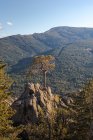 Árvores de coníferas crescendo em rochas contra o passeio de montanha verde no dia ensolarado no Parque Nacional da Serra de Guadarrama, em Madri, Espanha — Fotografia de Stock