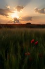 Ландшафтна сцена макових квітів на лузі на заході сонця — стокове фото