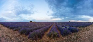 Panoramic view of lavender flowers field under cloudy sky in Brihuega, Spain — Stock Photo