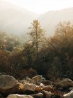 Picturesque scenery of fast creek flowing among boulders against foggy forested highland in Sequoia National Park in USA — Stock Photo