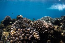Unterwasser-Ansicht der Korallen von Acropora, die auf felsigem Meeresgrund mit blauem Wasser wachsen — Stockfoto