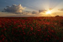Paysage du champ de fleurs de pavot au coucher du soleil au printemps — Photo de stock