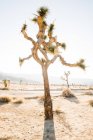 Landscape of growing yucca palm trees on dry land of tropical desert with mountains in sunset light in Joshua Tree National Park — Stock Photo