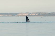 Baleine sortant de la mer tandis que les mouettes volent autour — Photo de stock