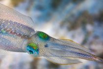 Nahaufnahme winziger Tintenfisch mit irisierender Haut, der auf verschwommenem Hintergrund von Korallenriffen im Ozean schwimmt — Stockfoto