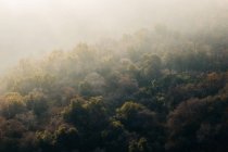 Maravilloso paisaje con coronas de altos árboles siempreverdes contra las montañas de niebla en el horizonte en el Parque Nacional Sequoia en Estados Unidos - foto de stock