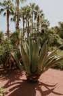 Belle végétation dans le jardin Majorelle à Marrakech, Maroc — Photo de stock