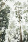 Из-под высоких зеленых деревьев, растущих в лесу в туманный день против облачного неба — стоковое фото