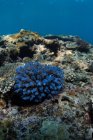 Vista subacquea del corallo di Acropora che cresce sul fondo roccioso del mare con acqua blu — Foto stock