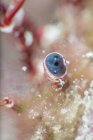Nahaufnahme Auge eines Einsiedlerkrebses Größe 1 / 2 cm auf verschwommenem Hintergrund des Korallenriffs im Ozean — Stockfoto