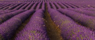 Gros plan sur le terrain du champ de fleurs de lavande à Brihuega, Espagne — Photo de stock