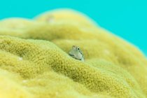 Pequeño pez Blenny feliz sentado en la superficie de la esponja de mar en el agua - foto de stock