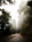Paved roadway running away through dark mossy cliffs and evergreen trees in foggy spooky woods in San Francisco — Stock Photo