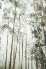 From below of tall green trees growing in woods on misty day against cloudy sky — Stock Photo