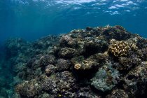 Vista submarina del coral Acropora creciendo en el fondo rocoso del mar con agua azul - foto de stock