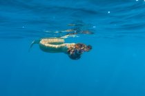 Коралловый риф змея глотает тропических рыб во время плавания в голубой воде океана — стоковое фото