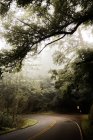 Route asphaltée s'enfuyant à travers des falaises sombres et moussues et des arbres sempervirents dans des bois brumeux et effrayants à San Francisco — Photo de stock