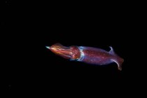 Неоновый летающий кальмар с прозрачным перламутровым телом и стрелковым оружием среди естественной подводной среды на черном фоне — стоковое фото