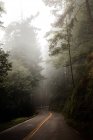 Asphaltierte Straße, die durch dunkle bemooste Klippen und immergrüne Bäume in nebligen, gespenstischen Wäldern in San Francisco davonläuft — Stockfoto