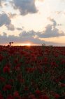 Paesaggio di campo di fiori di papavero al tramonto durante la primavera — Foto stock