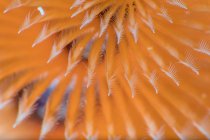 De arriba cerca los tentáculos anaranjados del gusano salvaje del árbol de Navidad de Spirobranchus en el agua limpia del mar - foto de stock