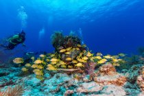 Человек в водолазном костюме плавает рядом со школой желтых снепперов в голубой воде чистого моря над коралловым рифом в Турции и на Кайкосе — стоковое фото