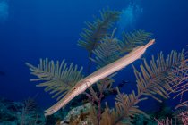 Дикая рыба-труба с длинным телом, плавающая возле тропического растения в голубой воде чистого моря возле кораллового рифа — стоковое фото