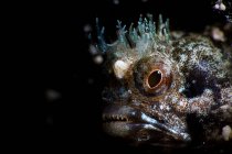 Testa di meraviglioso strano pesce Blenny macchiato con grandi occhi marroni in composizione con corona trasparente e baffi come parte della fauna selvatica mistica del mondo sottomarino oceano su sfondo nero — Foto stock
