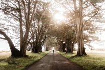 Female tourist standing on empty roadway under arch of cypress trees in tunnel of Point Reyes State Park in California — Stock Photo