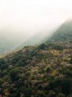 Meraviglioso paesaggio con corone di alti alberi sempreverdi contro gli altopiani nebbiosi all'orizzonte nel Parco Nazionale di Sequoia negli Stati Uniti — Foto stock