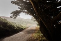 Перспективный вид пустой проезжей части парка Пойнт-Рейес с растущими ветреными деревьями в тумане — стоковое фото