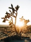 Paysage de palmiers de yucca en croissance sur la terre sèche du désert tropical avec des montagnes sous la lumière du coucher du soleil dans le parc national Joshua Tree — Photo de stock