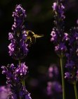 Подсветка крупным планом медоносной пчелы опыляющей лавандовые цветы — стоковое фото