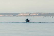 Balena che esce dal mare mentre i gabbiani volano — Foto stock