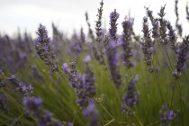 Close up ground level view of lavender flowers field in Brihuega, Spain — Stock Photo