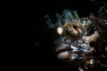 Cabeza de maravillosos extraños peces Blenny manchado con grandes ojos marrones en composición con corona transparente y bigote como parte de la fauna mística del mundo submarino sobre fondo negro - foto de stock