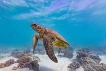 Большая зелёная черепаха, плывущая по дну в чистой голубой воде океана — стоковое фото
