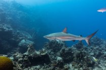 Enorme tubarão-recife selvagem e peixes nadando em fundo azul de água do mar limpa — Fotografia de Stock