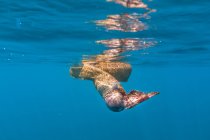 Récif corallien serpent avaler des poissons tropicaux tout en nageant dans l'eau bleue de l'océan — Photo de stock