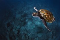 De cima de tartaruga verde com concha marrom nadando debaixo d 'água em mar azul — Fotografia de Stock