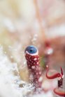 Gros plan oeil d'un crabe ermite Taille 1 / 2 cm sur fond flou de récif corallien dans l'océan — Photo de stock