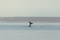 Ballena saliendo del mar mientras las gaviotas vuelan alrededor - foto de stock