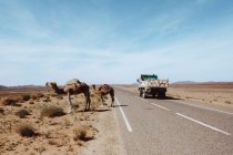 Kamele stehen in der Nähe einer asphaltierten Straße und eines schäbigen Lastwagens und fressen trockenes Gras in der Sandwüste vor bewölktem Himmel in der Nähe von Marrakesch, Marokko — Stockfoto