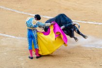 Back view of anonymous fearless toreador performing holding capote with wild bull on bullring during corrida festival — Stock Photo