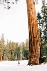 Grandes vistas del Parque Nacional Sequoia - foto de stock
