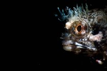 Cabeza de maravillosos extraños peces Blenny manchado con grandes ojos marrones en composición con corona transparente y bigote como parte de la fauna mística del mundo submarino sobre fondo negro - foto de stock