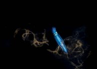 Calamari volanti al neon con corpo smorzato trasparente e armi di piccolo calibro tra ambiente naturale subacqueo su fondo nero — Foto stock