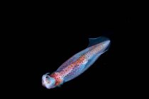 Неоновый летающий кальмар с прозрачным перламутровым телом и стрелковым оружием среди естественной подводной среды на черном фоне — стоковое фото